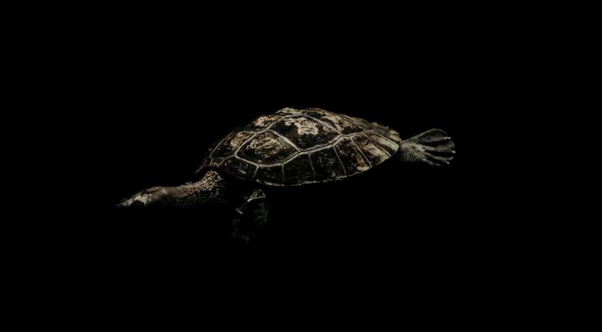 turtle